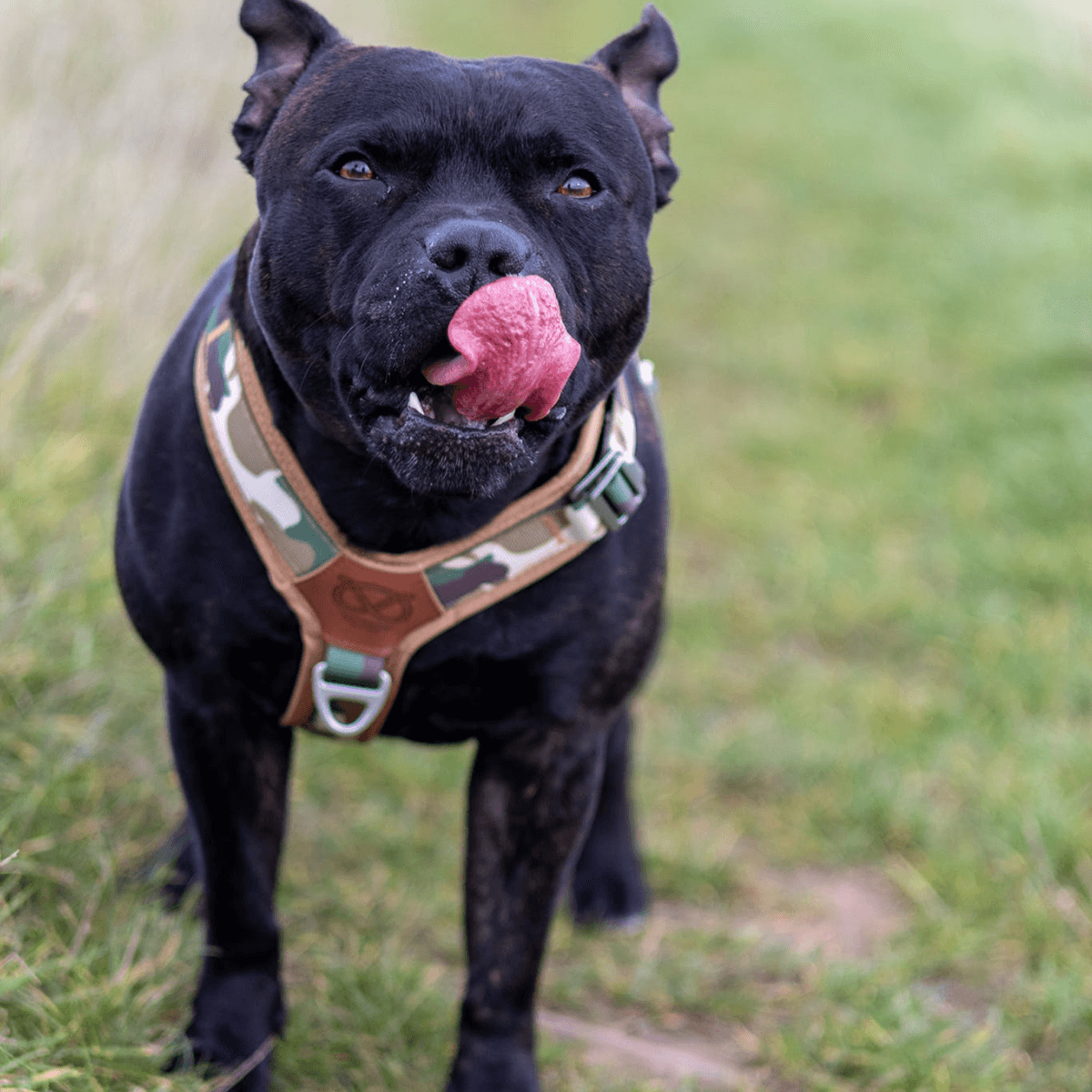 Staffordshire Bull Terrier 1935® Harness & Leash Set - Sand Camo