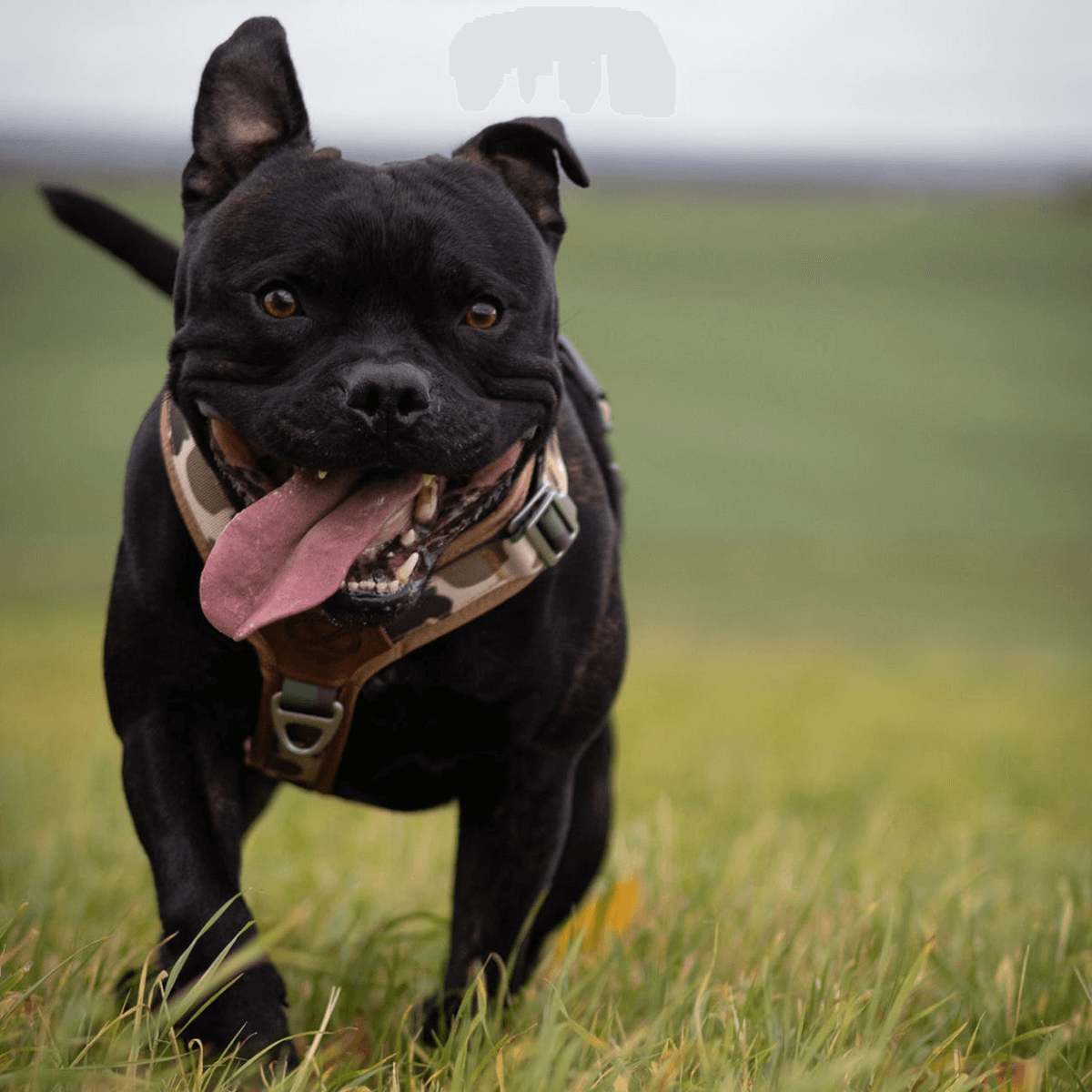 Staffordshire Bull Terrier 1935® Harness & Leash Set - Sand Camo