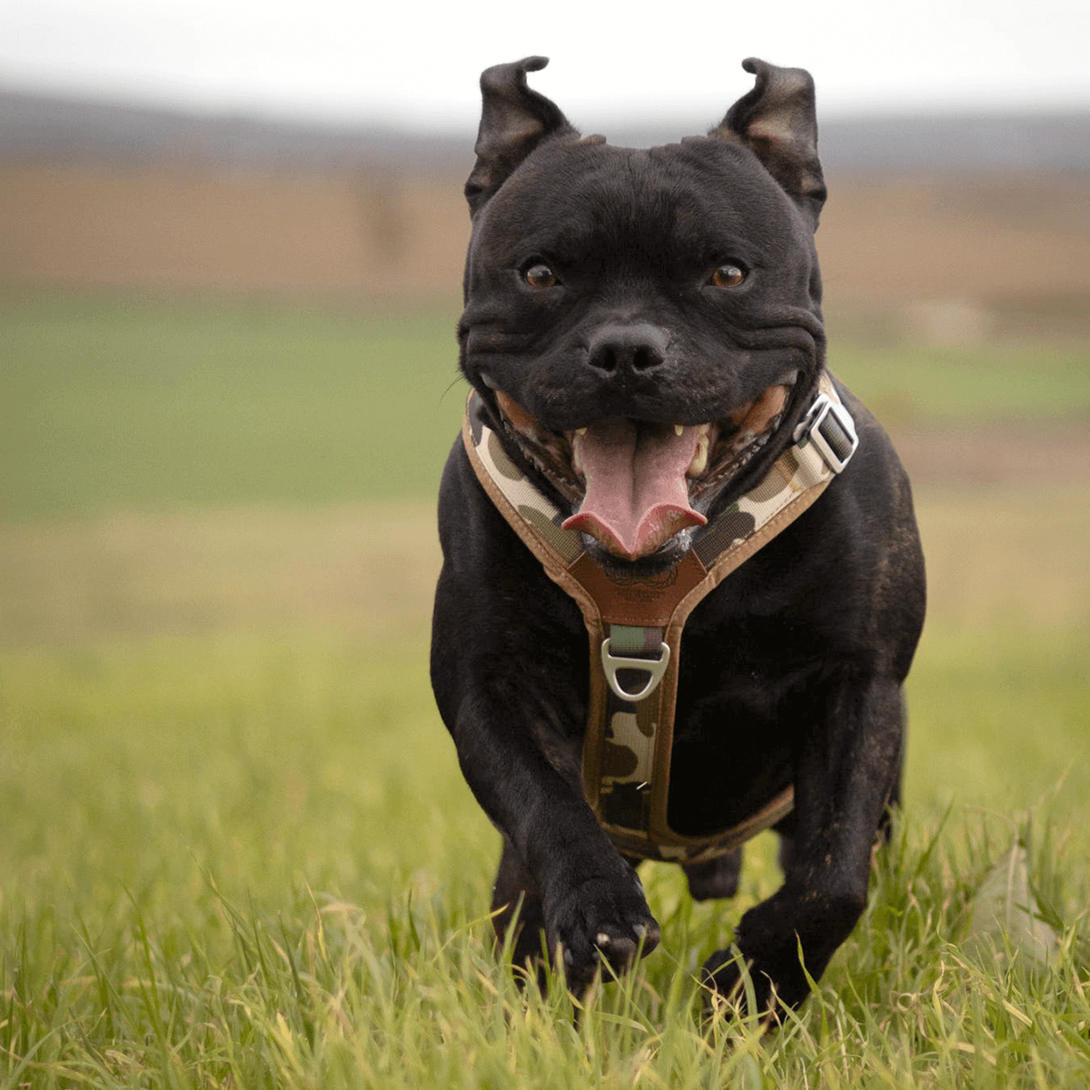 Staffordshire Bull Terrier 1935® Harness & Leash Set - Sand Camo