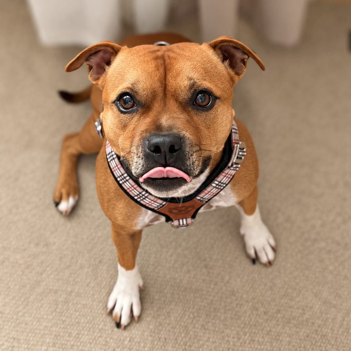 Staffordshire Bull Terrier 1935® Harness & Leash Set - Staffburry Beige