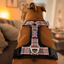Staffordshire Bull Terrier 1935® Harness & Leash Set - Staffburry Beige