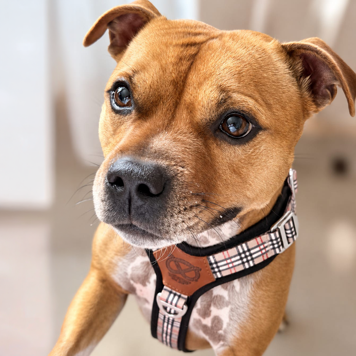 Staffordshire Bull Terrier 1935® Harness & Leash Set - Staffburry Beige