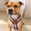 Staffordshire Bull Terrier 1935® Harness & Leash Set - Staffburry Beige