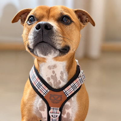 Staffordshire Bull Terrier 1935® Harness & Leash Set - Staffburry Beige