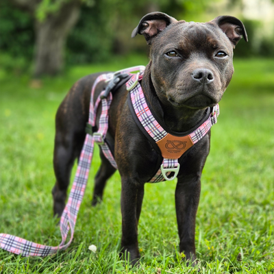 Staffordshire Bull Terrier 1935® Harness & Leash Set - Staffburry Pink