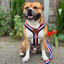 Staffordshire Bull Terrier 1935® Harness & Leash Set - Tricolore
