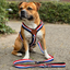 Staffordshire Bull Terrier 1935® Harness & Leash Set - Tricolore