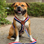 Staffordshire Bull Terrier 1935® Harness & Leash Set - Tricolore