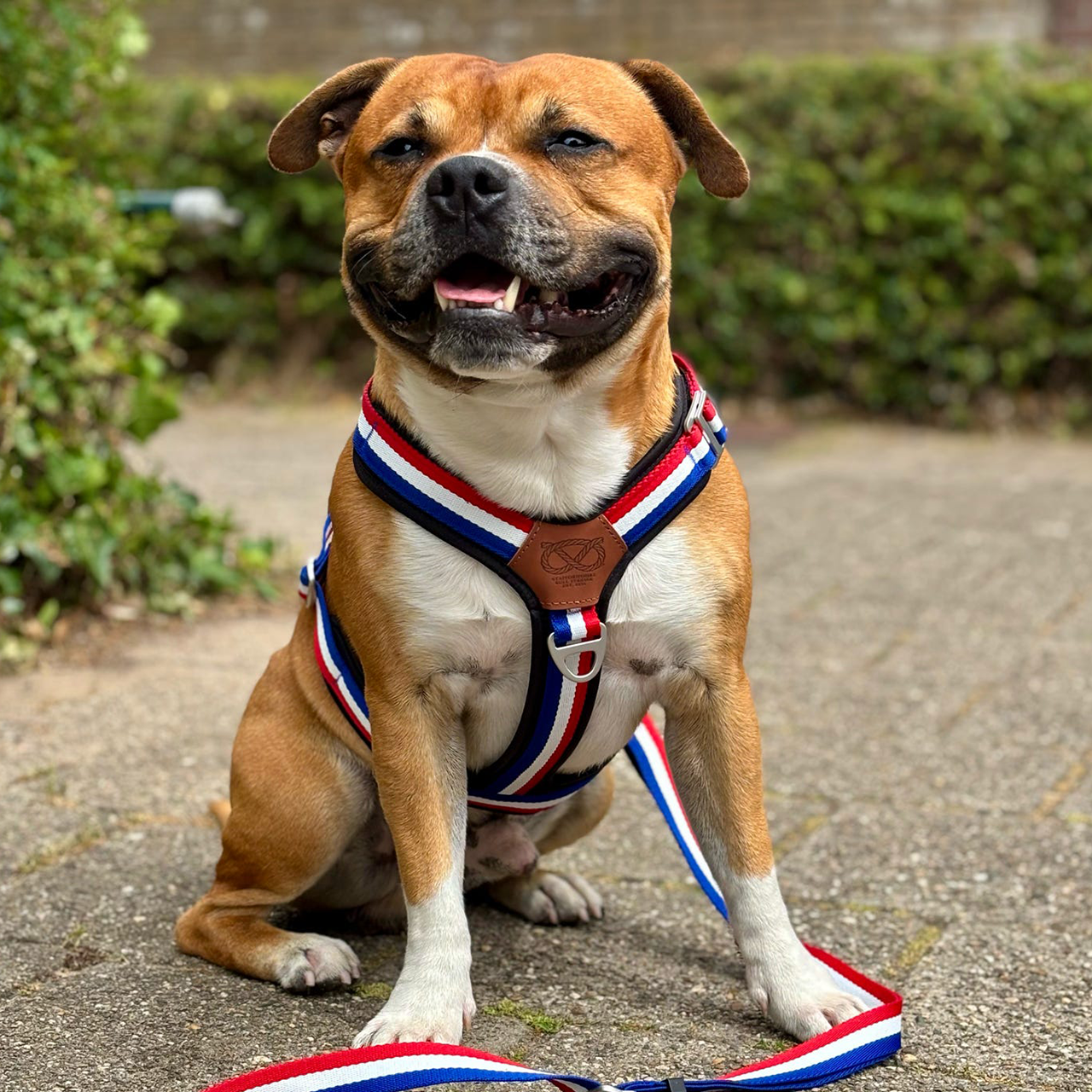 Staffordshire Bull Terrier 1935® Harness & Leash Set - Tricolore