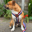 Staffordshire Bull Terrier 1935® Harness & Leash Set - Tricolore