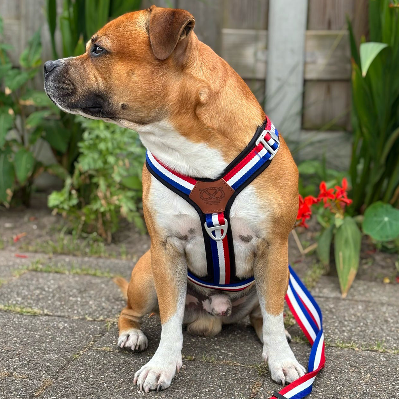 Staffordshire Bull Terrier 1935® Harness & Leash Set - Tricolore