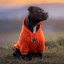 Staffordshire Bull Terrier 1935® Hoodies - Orange