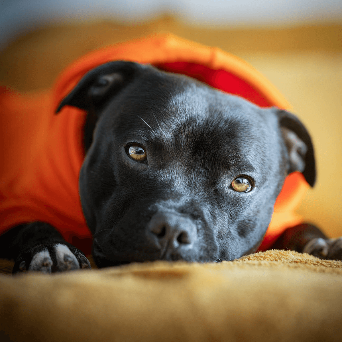 Staffordshire Bull Terrier 1935® Hoodies - Orange