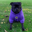Staffordshire Bull Terrier 1935® Hoodies - Dark Purple