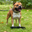 Staffordshire Bull Terrier 1935® Collier et Laisse en Cuir - Jefferson - Noir et Argent