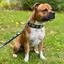 Staffordshire Bull Terrier 1935® Collier et Laisse en Cuir - Jefferson - Noir et Argent