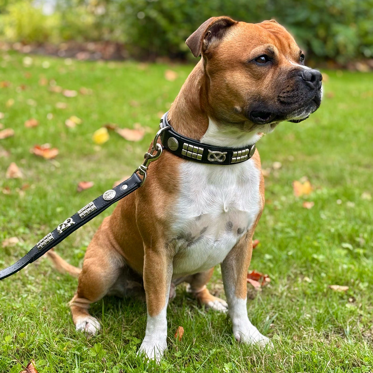 Staffordshire Bull Terrier 1935® Collier et Laisse en Cuir - Jefferson - Noir et Argent