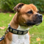 Staffordshire Bull Terrier 1935® Collier et Laisse en Cuir - Jefferson - Noir et Argent