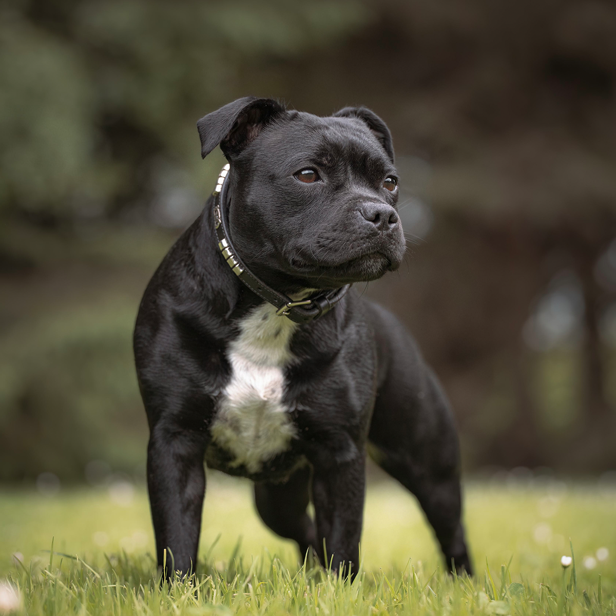Staffordshire Bull Terrier 1935® Collier et laisse d'exposition - Champion - Noir et Argent