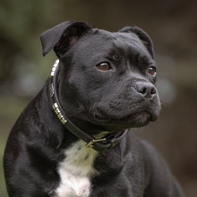Staffordshire Bull Terrier 1935® Show Collar & Leash Set - Champion - Black & Silver