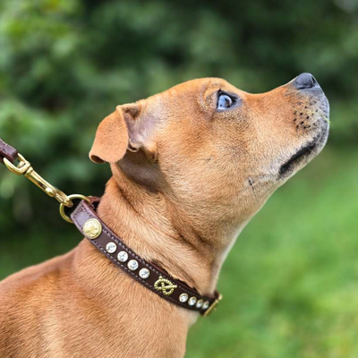 Staffordshire Bull Terrier 1935® Show Collar & Leash Set - Diamond - Brown & Gold
