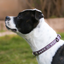 Staffordshire Bull Terrier 1935® Show Collar & Leash Set - Diamond - Purple & Silver