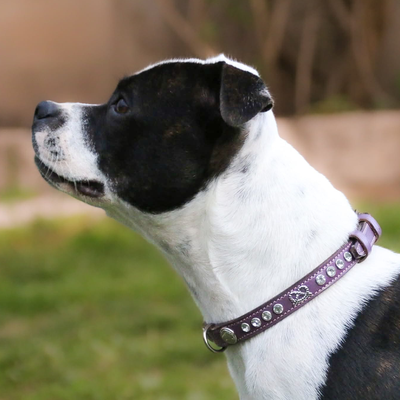 Staffordshire Bull Terrier 1935® Show Collar & Leash Set - Diamond - Purple & Silver