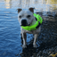 Staffordshire Bull Terrier 1935® Life Jacket / Life Vest for staffies