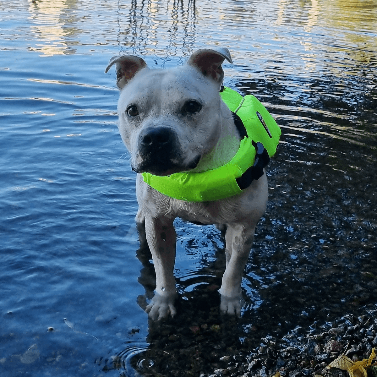 Staffordshire Bull Terrier 1935® Life Jacket / Life Vest for staffies