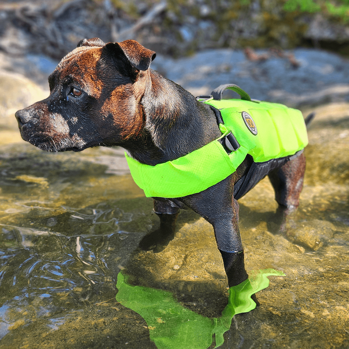 Staffordshire Bull Terrier 1935® Life Jacket / Life Vest for staffies