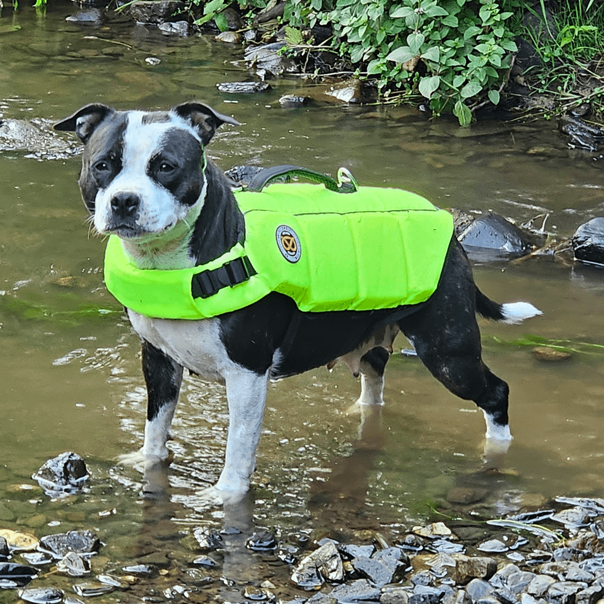 Staffordshire Bull Terrier 1935® Life Jacket / Life Vest for staffies