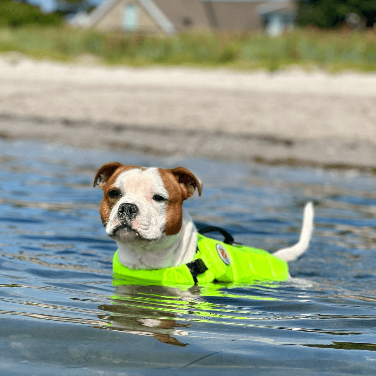 Staffordshire Bull Terrier 1935® Life Jacket / Life Vest for staffies