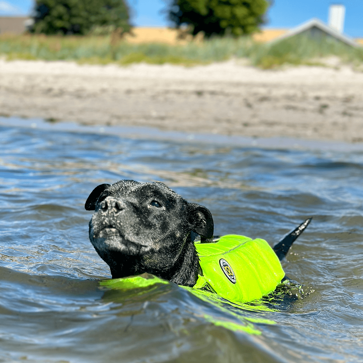 Staffordshire Bull Terrier 1935® Life Jacket / Life Vest for staffies