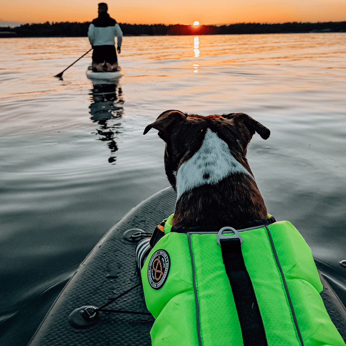 Staffordshire Bull Terrier 1935® Life Jacket / Life Vest for staffies