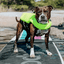 Staffordshire Bull Terrier 1935® Life Jacket / Life Vest for staffies