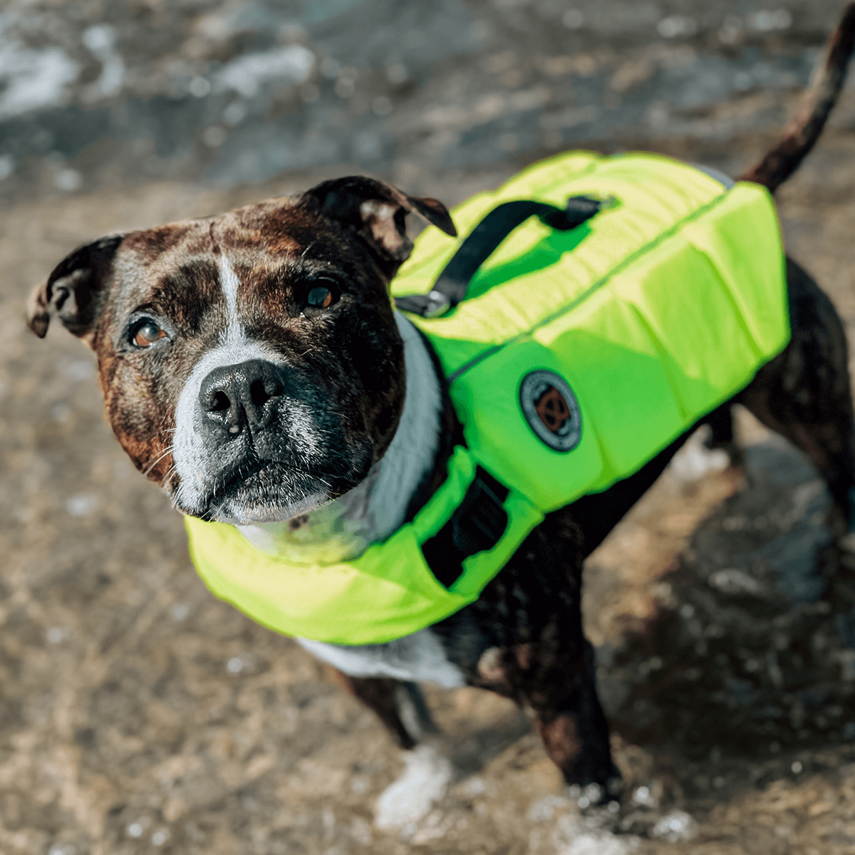 Staffordshire Bull Terrier 1935® Life Jacket / Life Vest for staffies