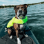 Staffordshire Bull Terrier 1935® Life Jacket / Life Vest for staffies