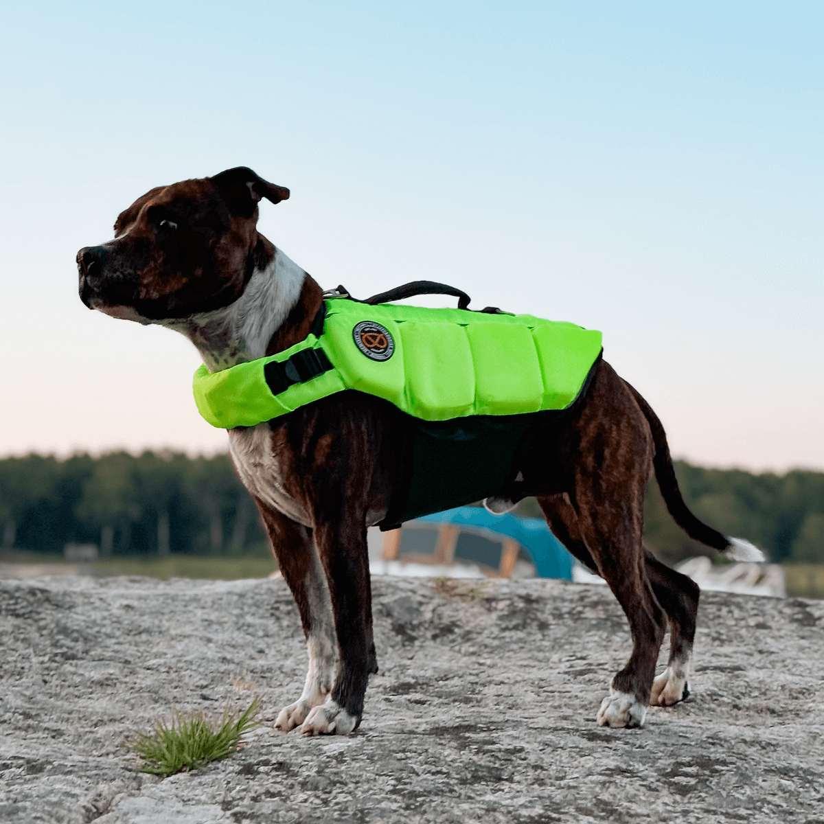 Staffordshire Bull Terrier 1935® Life Jacket / Life Vest for staffies