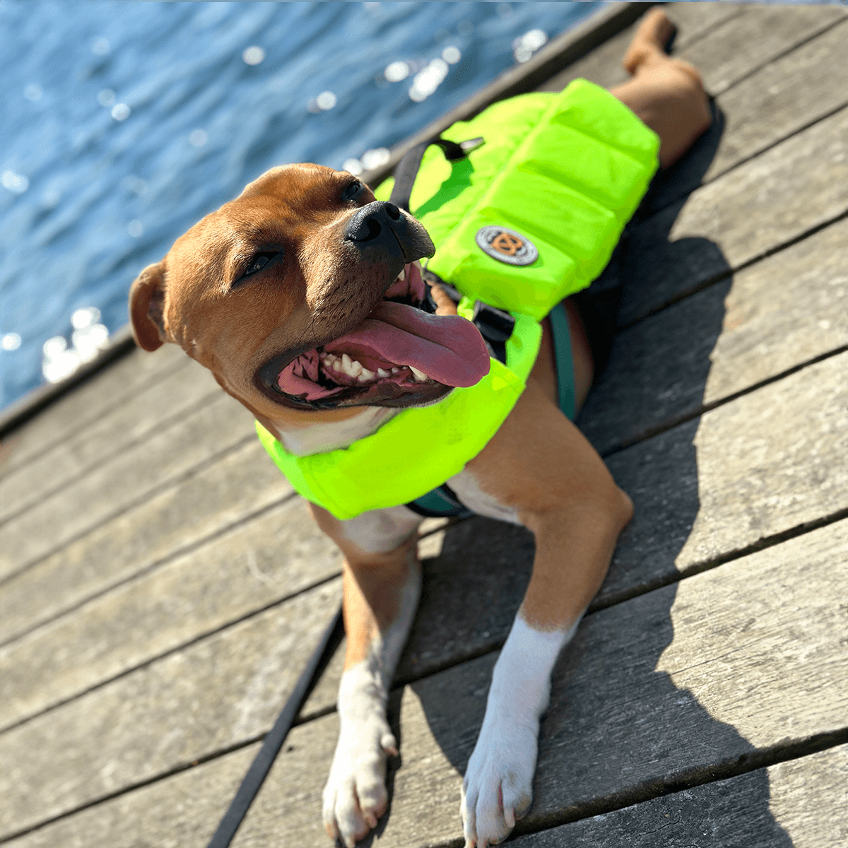 Staffordshire Bull Terrier 1935® Life Jacket / Life Vest for staffies