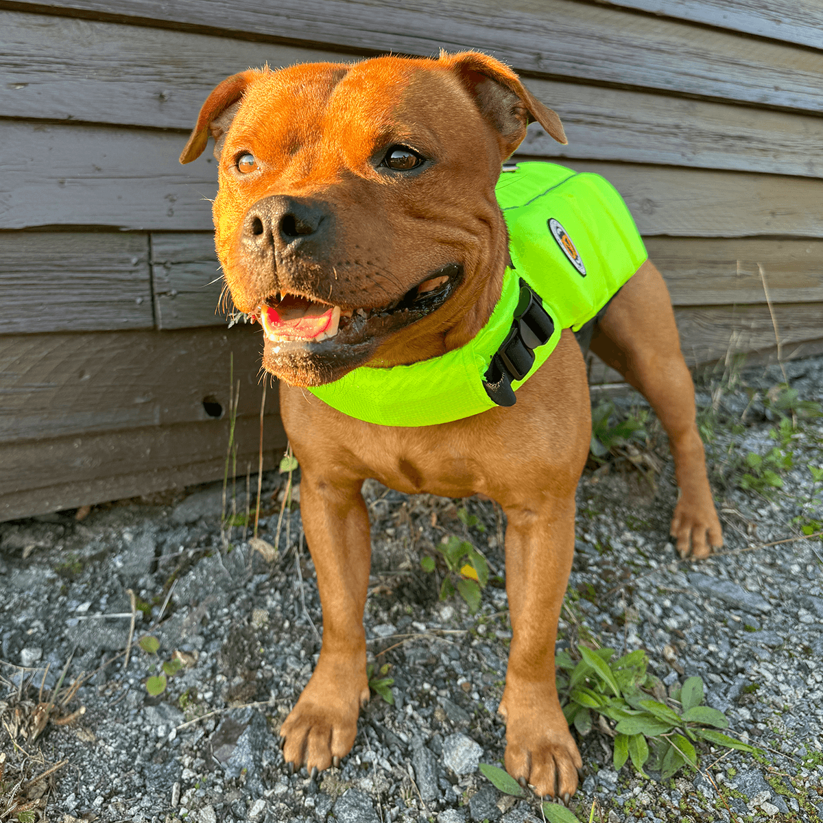 Staffordshire Bull Terrier 1935® Life Jacket / Life Vest for staffies