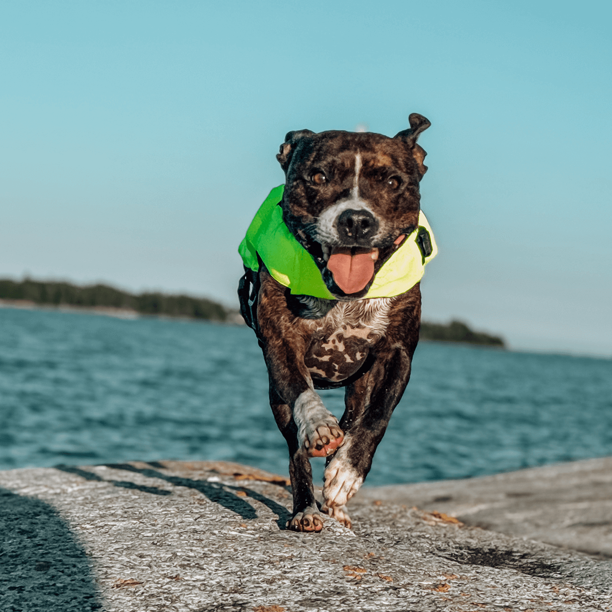 Staffordshire Bull Terrier 1935® Life Jacket / Life Vest for staffies