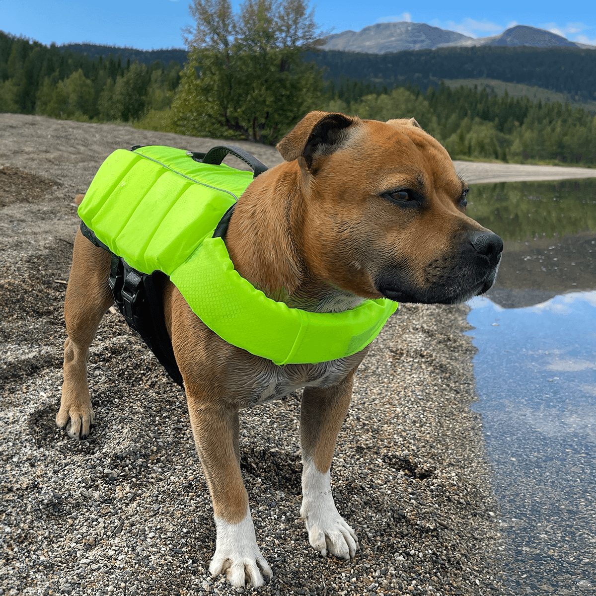 Staffordshire Bull Terrier 1935® Life Jacket / Life Vest for staffies