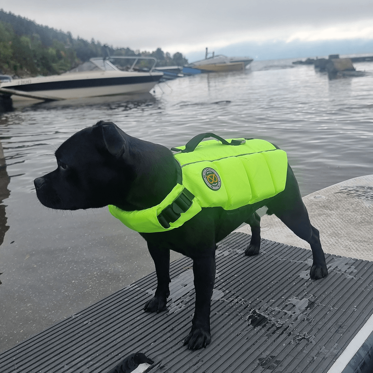 Staffordshire Bull Terrier 1935® Life Jacket / Life Vest for staffies