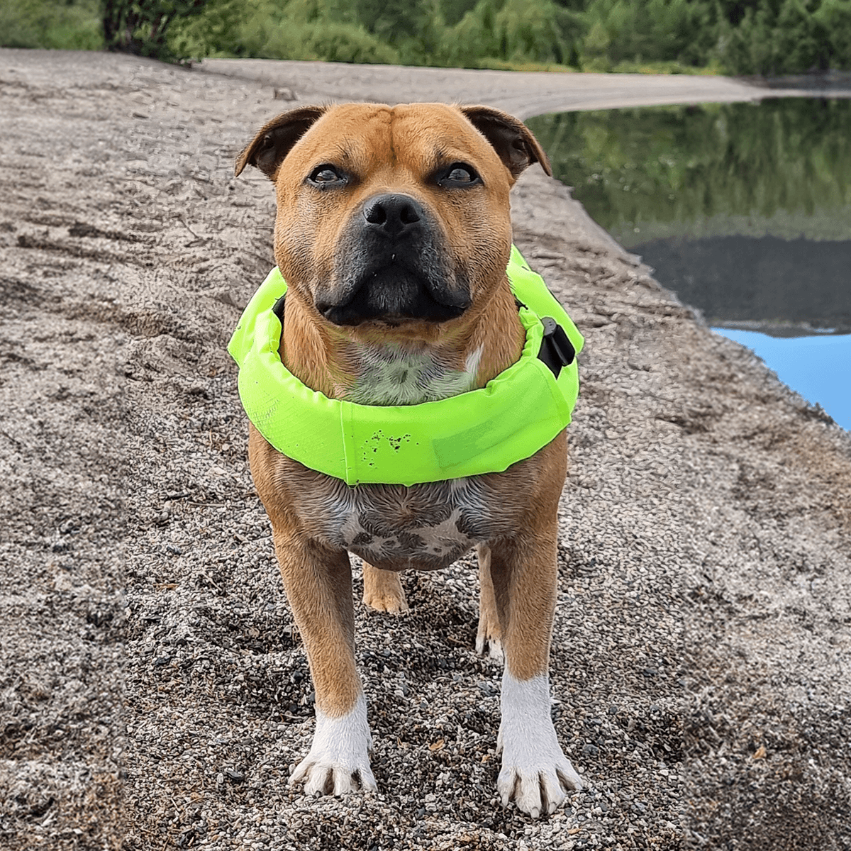 Staffordshire Bull Terrier 1935® Life Jacket / Life Vest for staffies