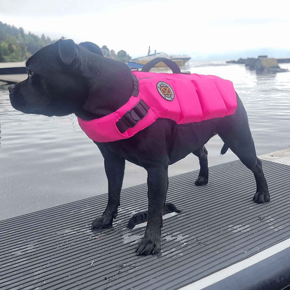 Staffordshire Bull Terrier 1935 Life Jacket 