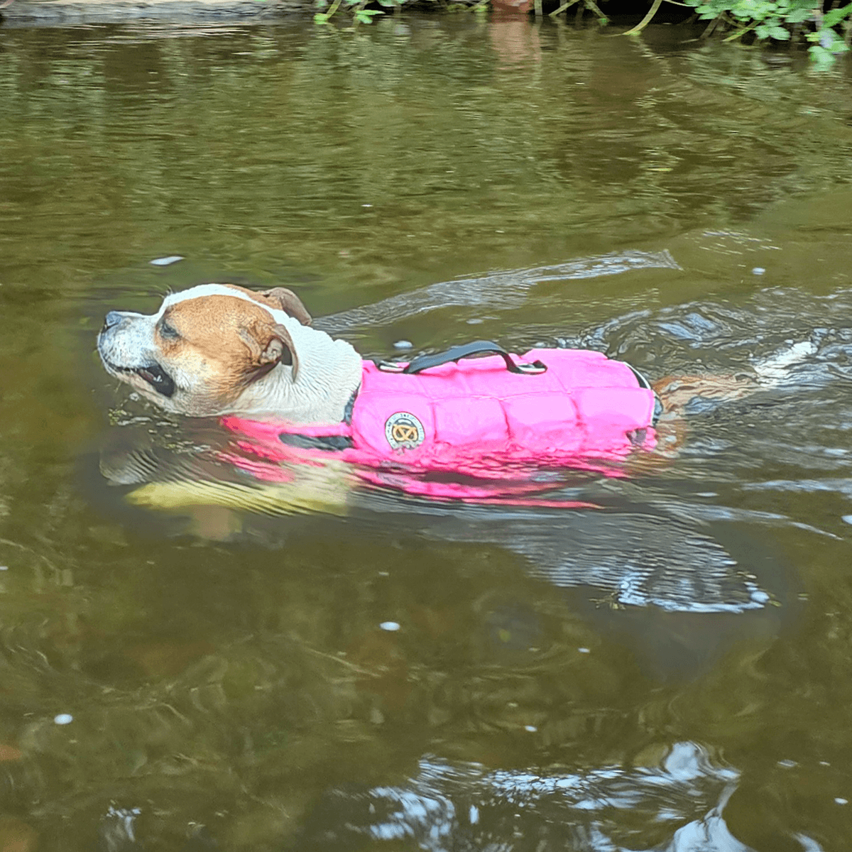 Staffordshire Bull Terrier 1935 Life Jacket 