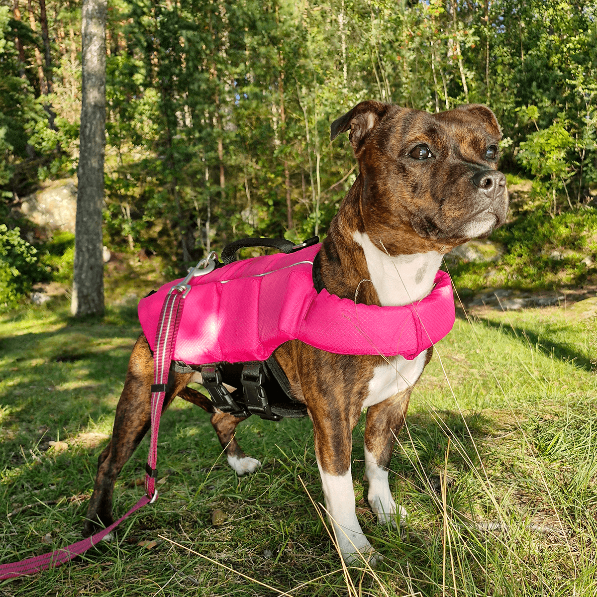 Staffordshire Bull Terrier 1935 Life Jacket 