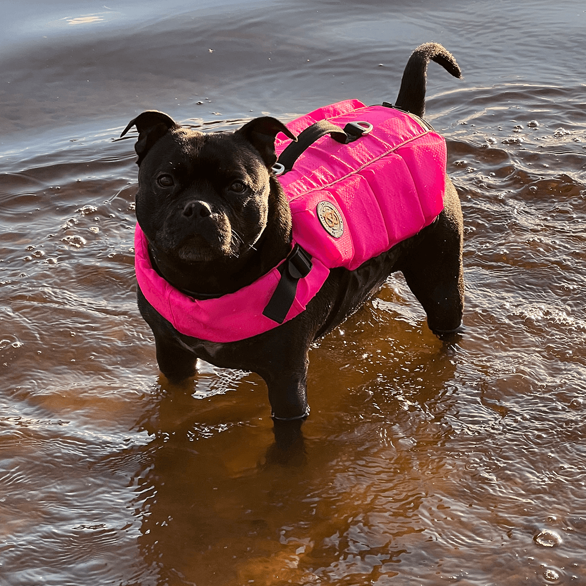 Staffordshire Bull Terrier 1935 Life Jacket 