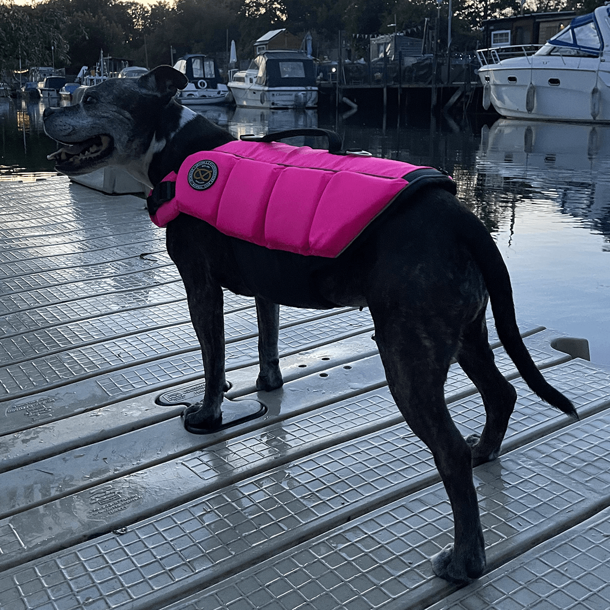 Staffordshire Bull Terrier 1935 Life Jacket 