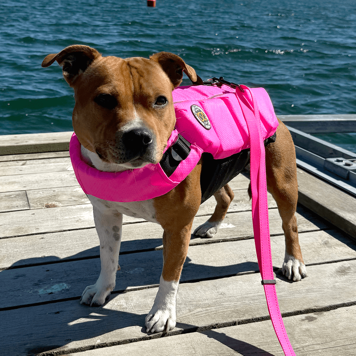 Staffordshire Bull Terrier Life Jacket Life Vest